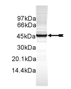 Eurofins DiscoverX SGK2 Protein, Unactive 10 &mu;g | Buy Online | Eurofins DiscoverX | Fisher Scientific